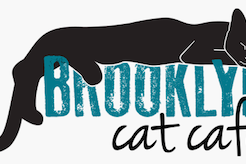 Brooklyn Cat Cafe