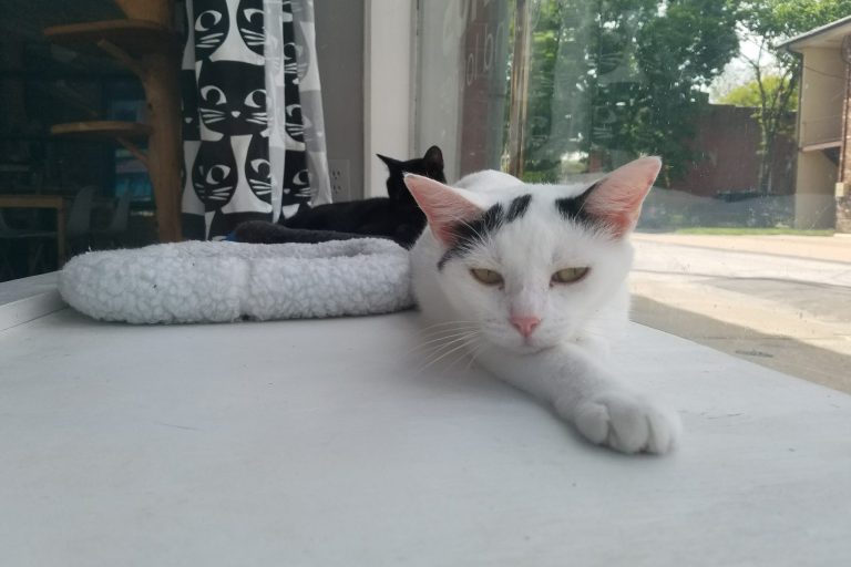 Mauhaus Cat Cafe & Loung