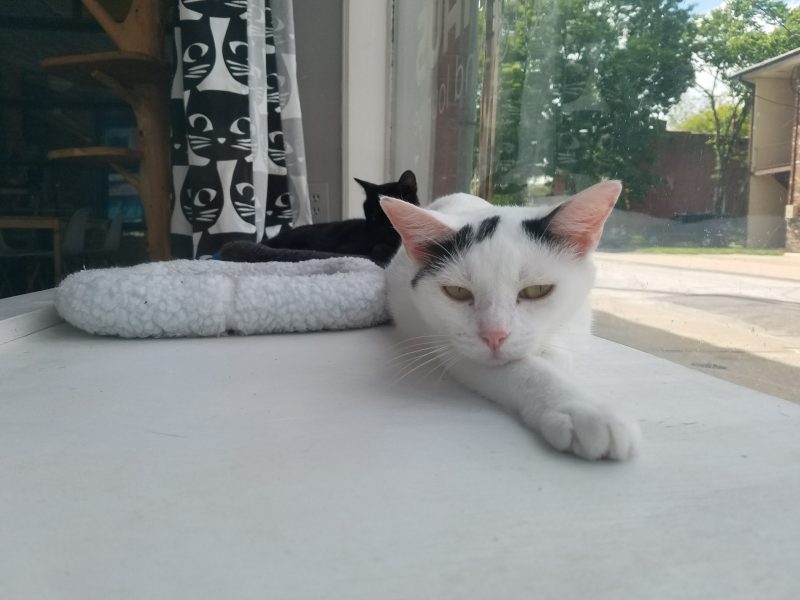 Mauhaus Cat Cafe & Loung