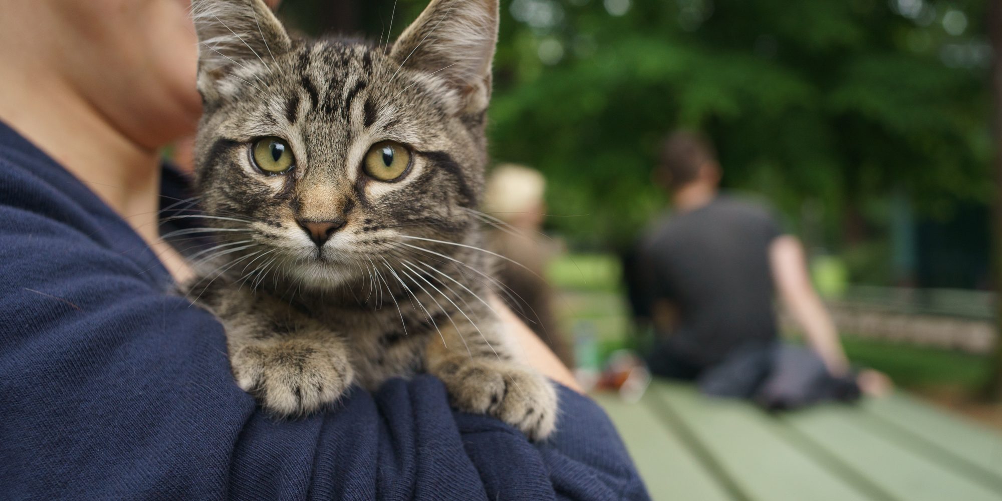 Caturday in Portland