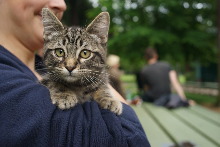 Caturday in Portland