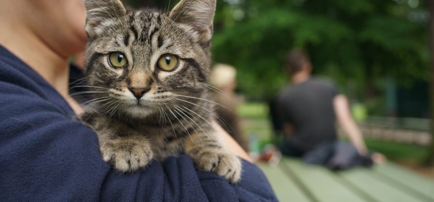 Caturday in Portland
