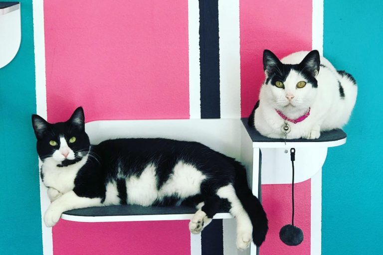 Lat Gattara Cat Lounge & Boutique