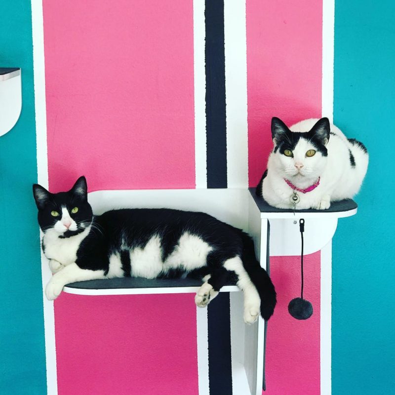 Lat Gattara Cat Lounge & Boutique