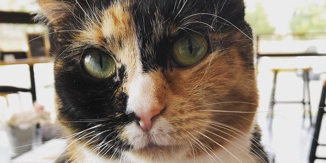 Kittens in Cups Cat Cafe