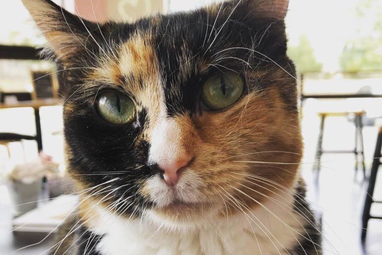 Kittens in Cups Cat Cafe