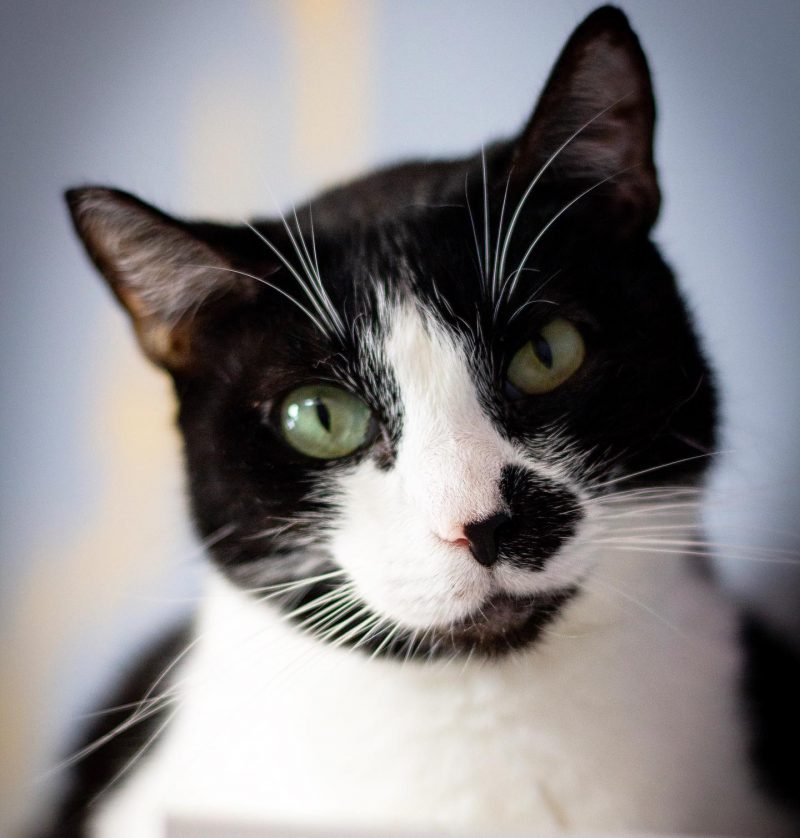 Cat Therapy Cat Therapy