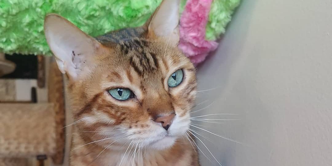 The Cat Cafe - San Diego