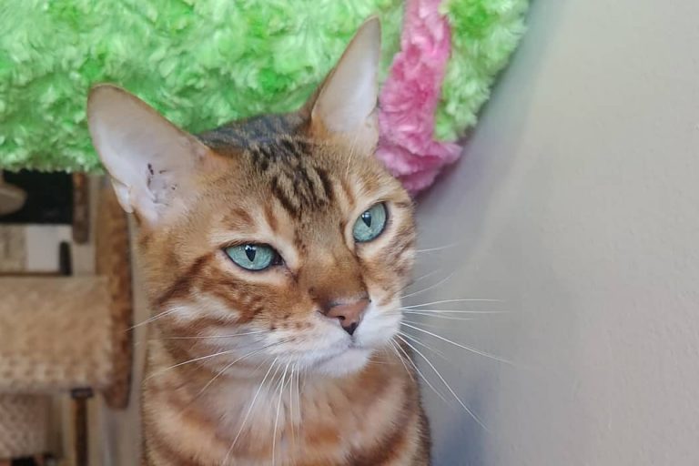 The Cat Cafe - San Diego