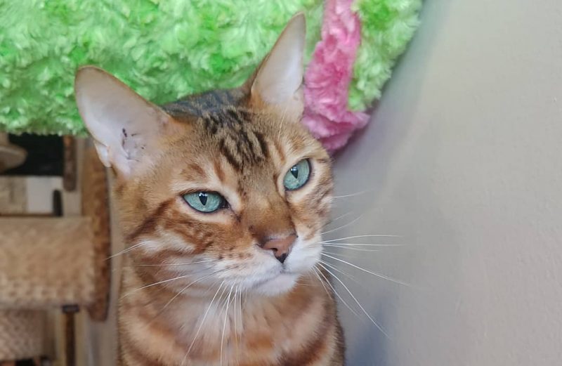 The Cat Cafe – San Diego The Cat Cafe - San Diego