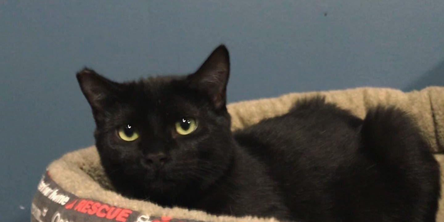 Purringtons Cat Lounge