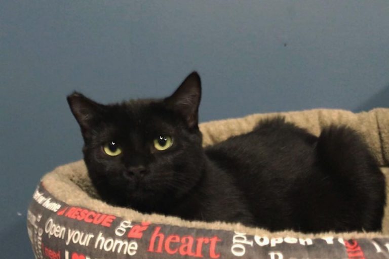 Purringtons Cat Lounge