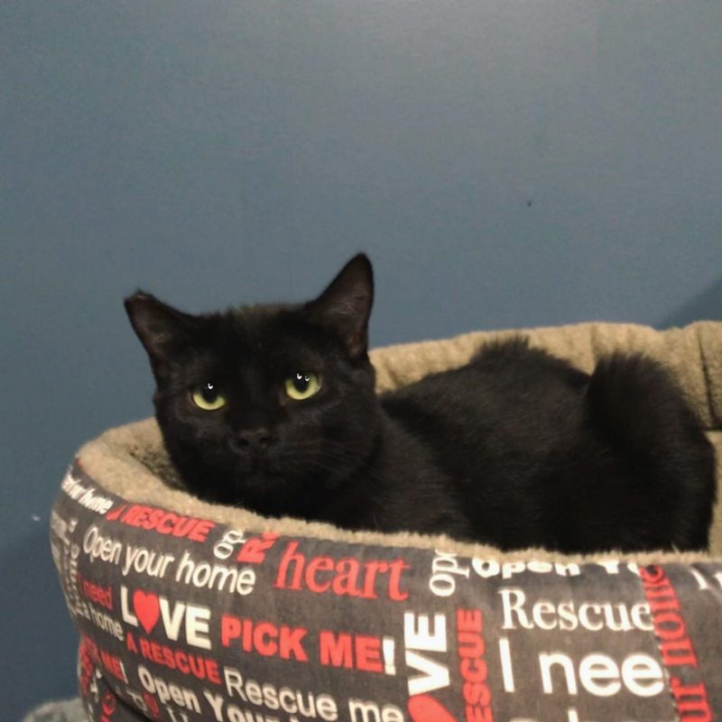 Purringtons Cat Lounge