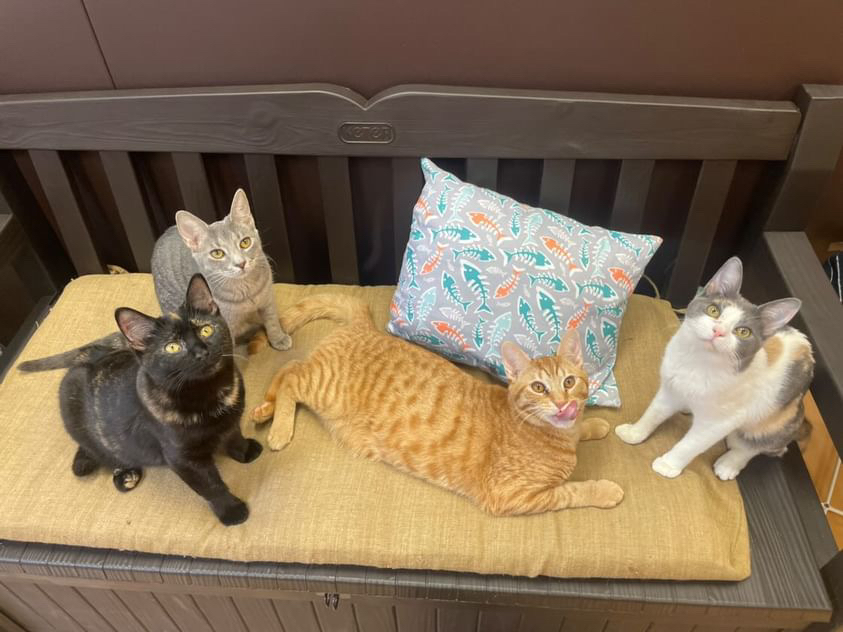 cats on bench