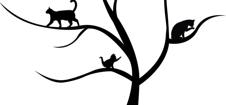 Chester County Cat Cafe