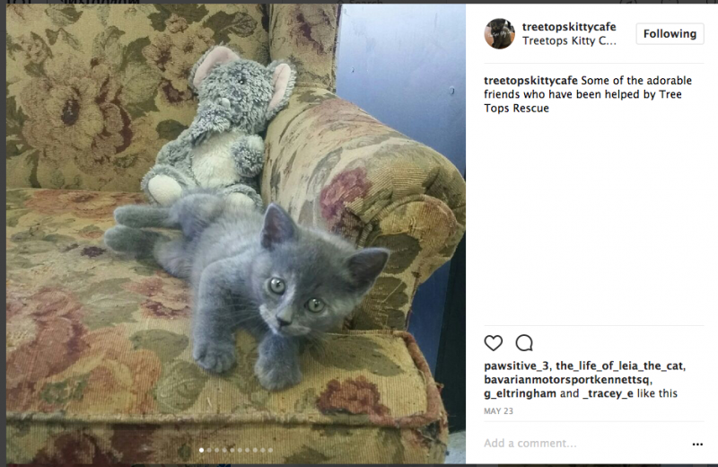 Pennsylvania Tree Tops Kitty Cafe That Cat Life