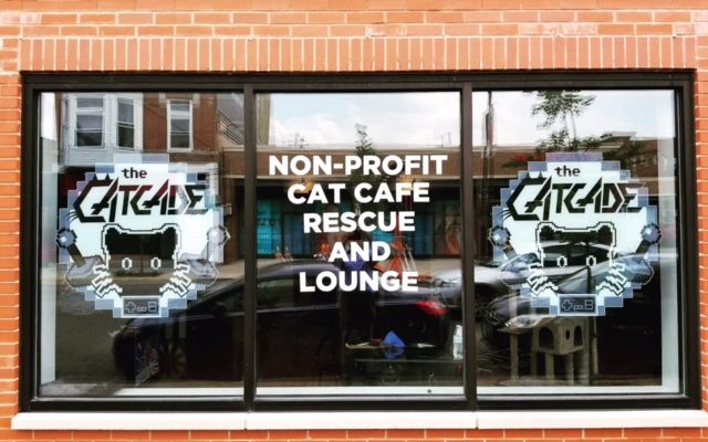 CatCade, Chicago Cat Lounge