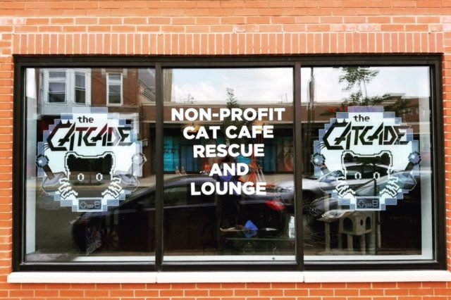 CatCade, Chicago Cat Lounge