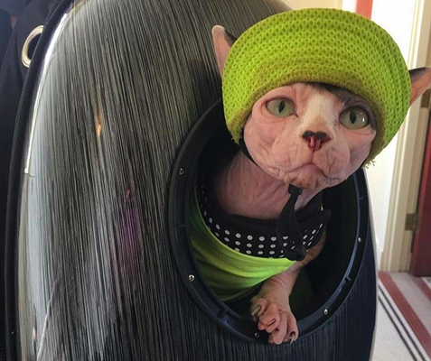 Travel Cat Zuulie