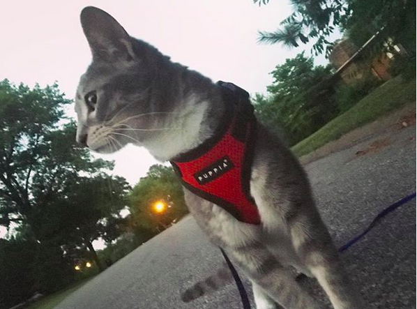 Karlie in her harness