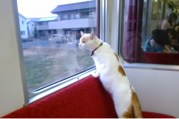 Cat Cafe Train