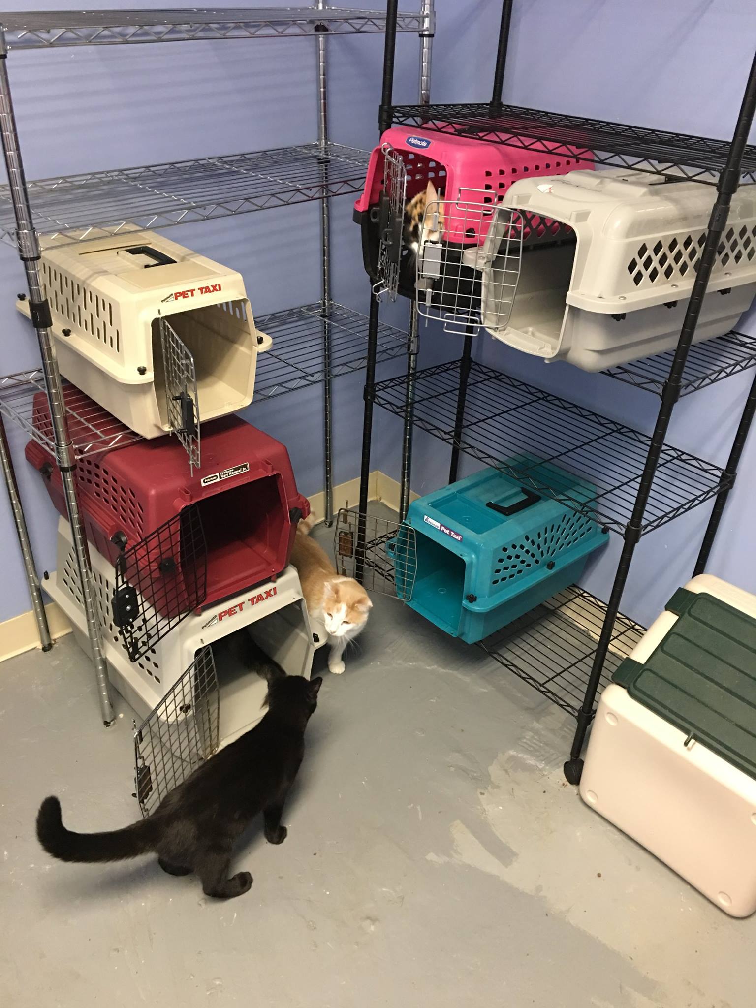 Hurrican Irma Pets