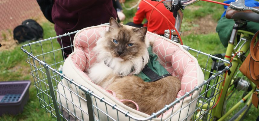 First Caturday