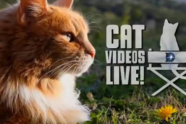 Cat Videos Live