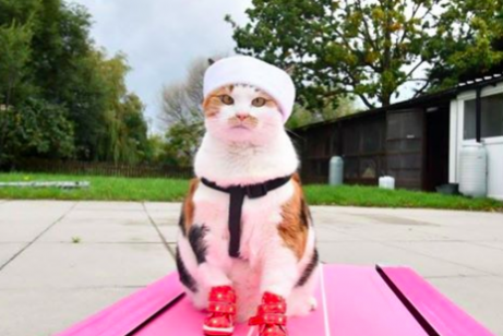 Cat Event: Man-in-Mal Marathon