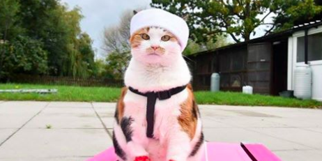 Cat Paws Sanctuary Cat Event: Man-in-Mal Marathon