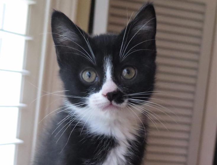 Waffles and Whiskers Cafe That Cat Life