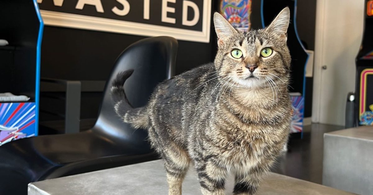 Illinois: Catcade - That Cat Life