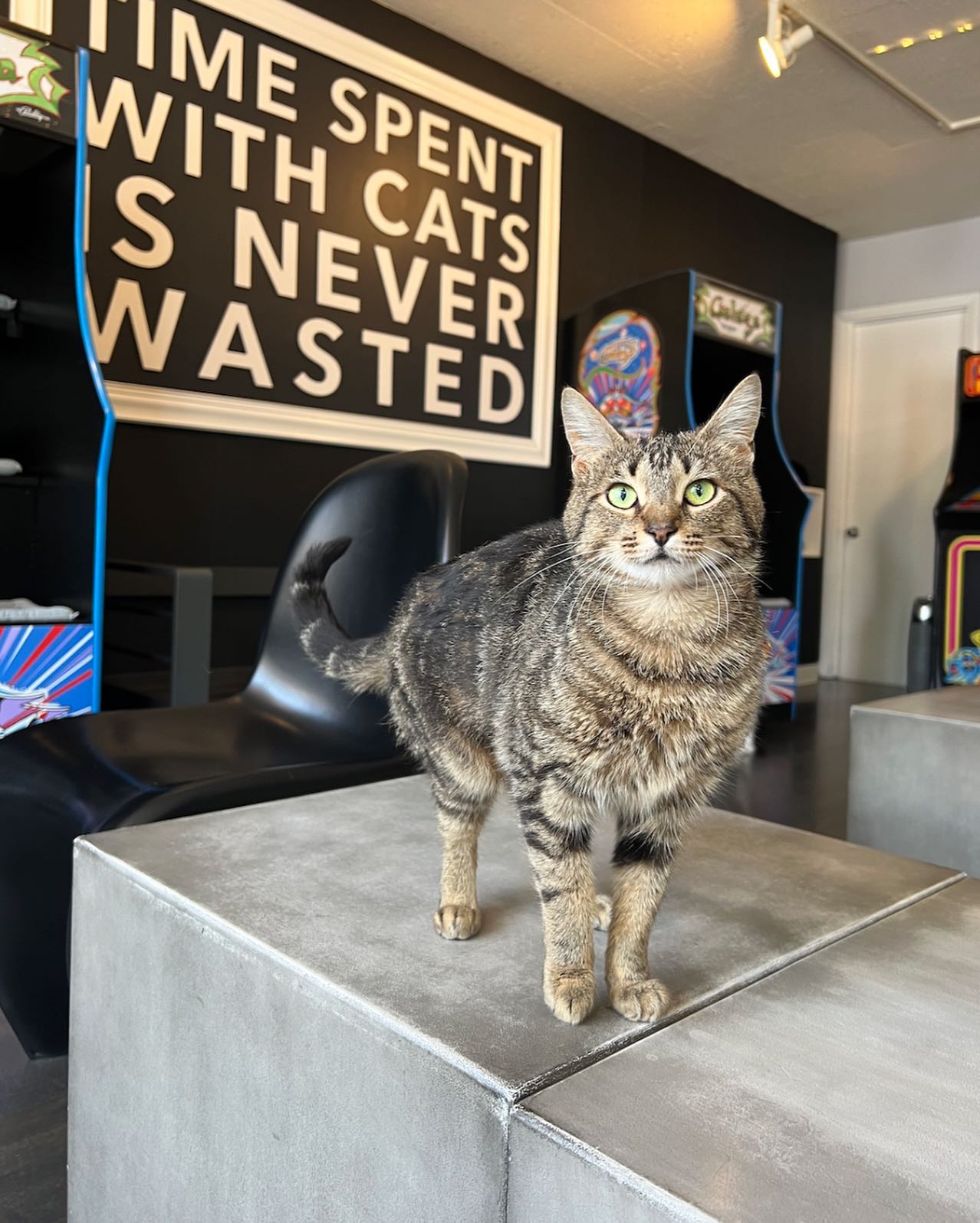 Illinois: Catcade – That Cat Life