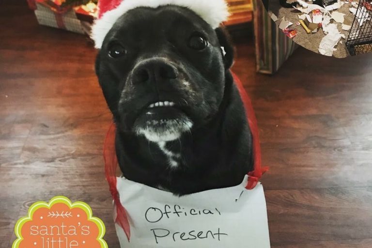 Santa's Naughty Pet List