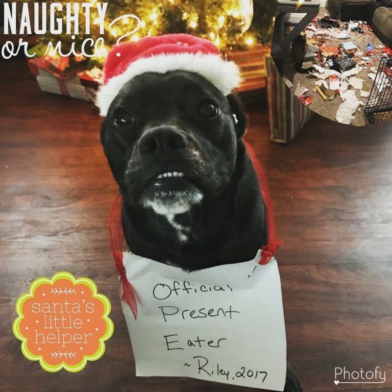 Santa's Naughty Pet List