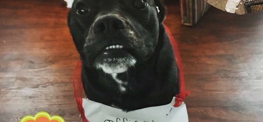 Santa's Naughty Pet List