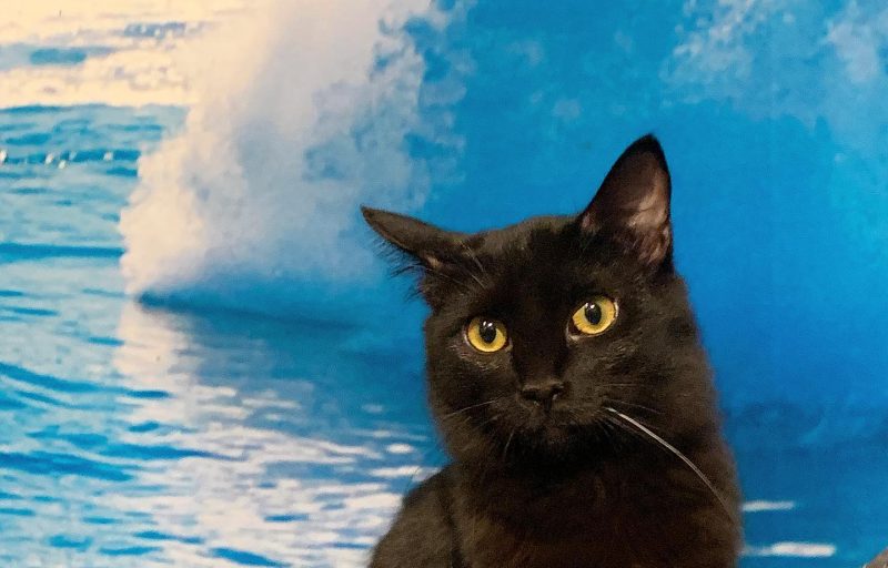 Catmosphere Laguna Catmosphere Laguna