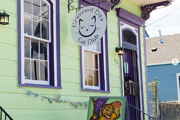 New Orleans Cat Cafe