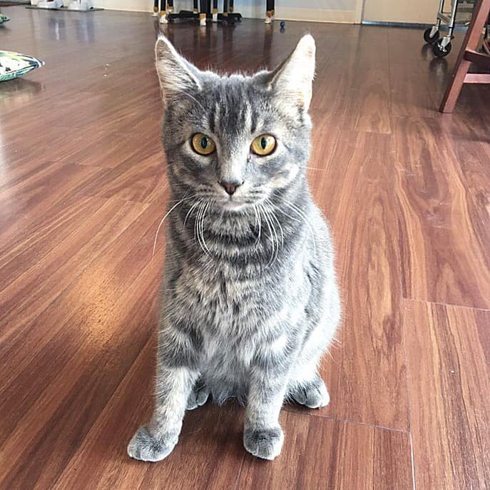 Papa's Cat Cafe