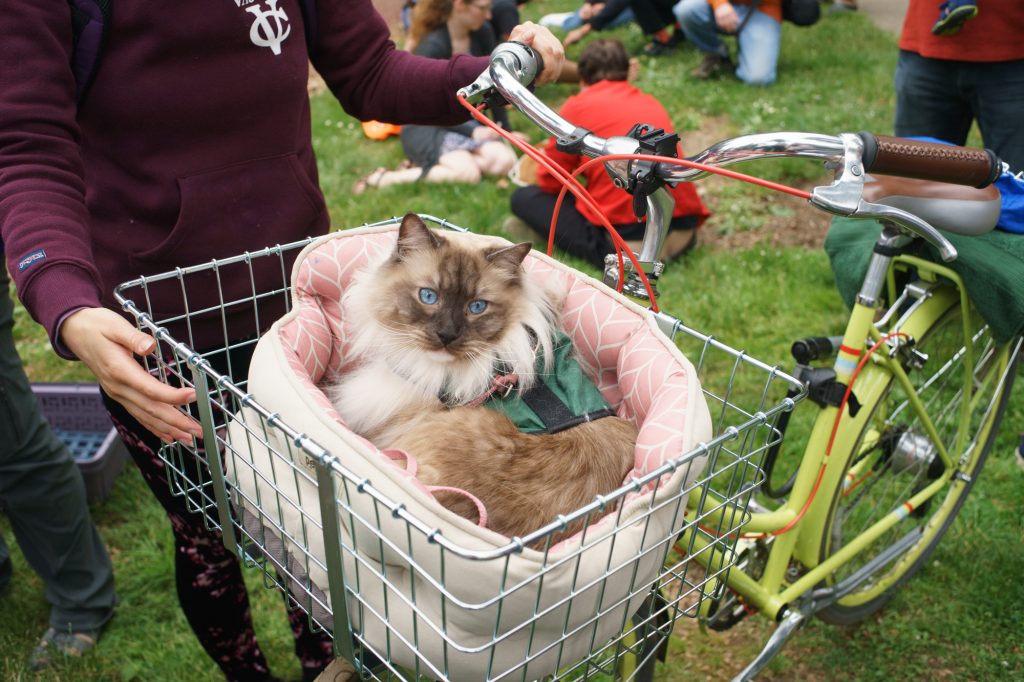 Portland First Caturday