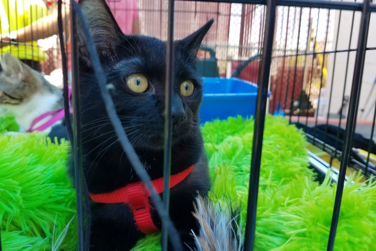 Pick Me! Cat Adoption