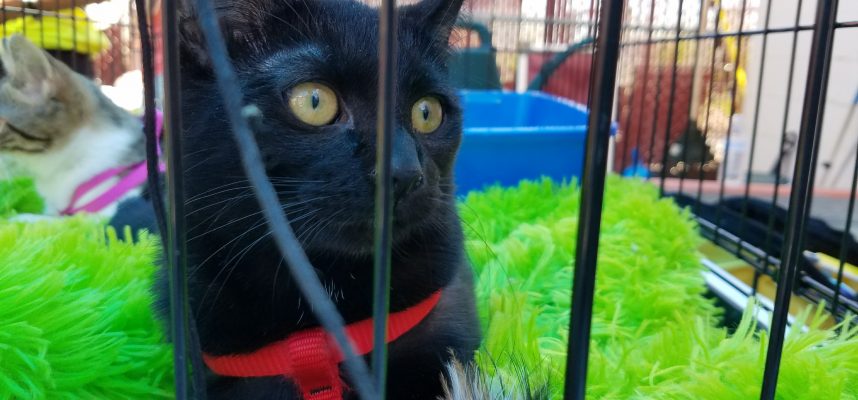Pick Me! Cat Adoption