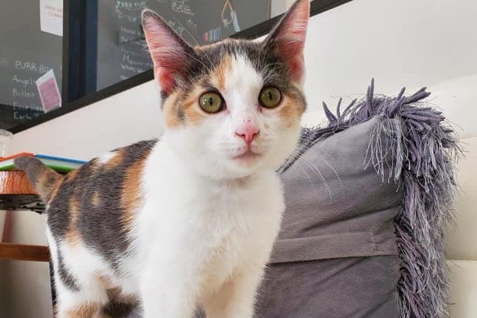 Purrfect Day Cat Cafe