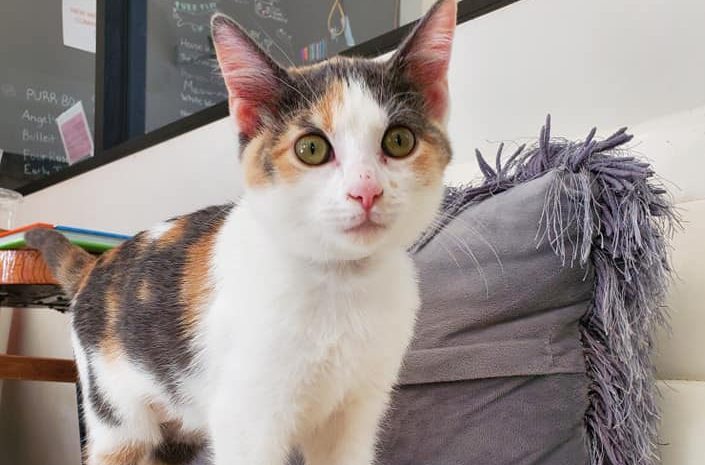 Purrfect Day Cat Cafe