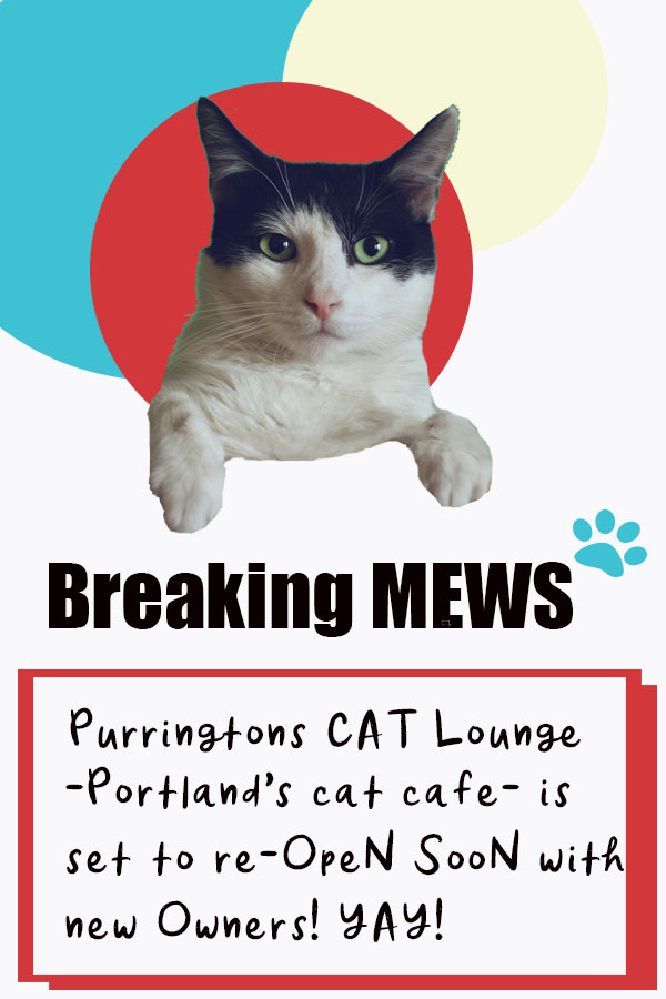 Want to own the Coolest Small Business in America? Now Is Your Chance To Own the Northwest\'s First Cat Cafe