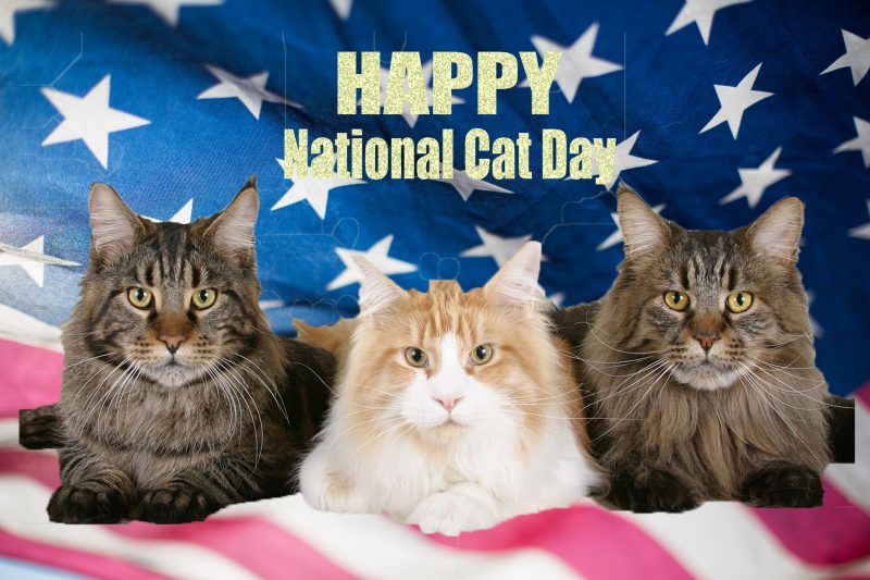 National Cay Day National Cat Day