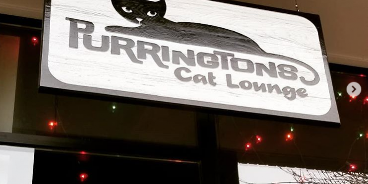Purringtons Cat Cafe