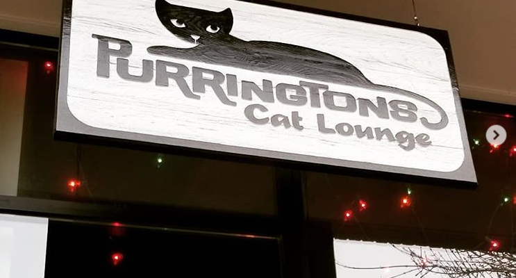 Purringtons Cat Cafe