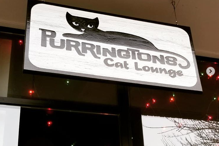 Purringtons Cat Cafe