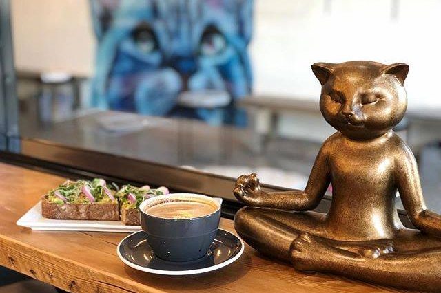 San Diego County Cat Cafe